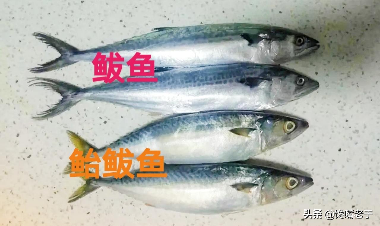 很多朋友把鮐鮁魚,鮁魚混為一種魚,其實這是2種不同的魚!