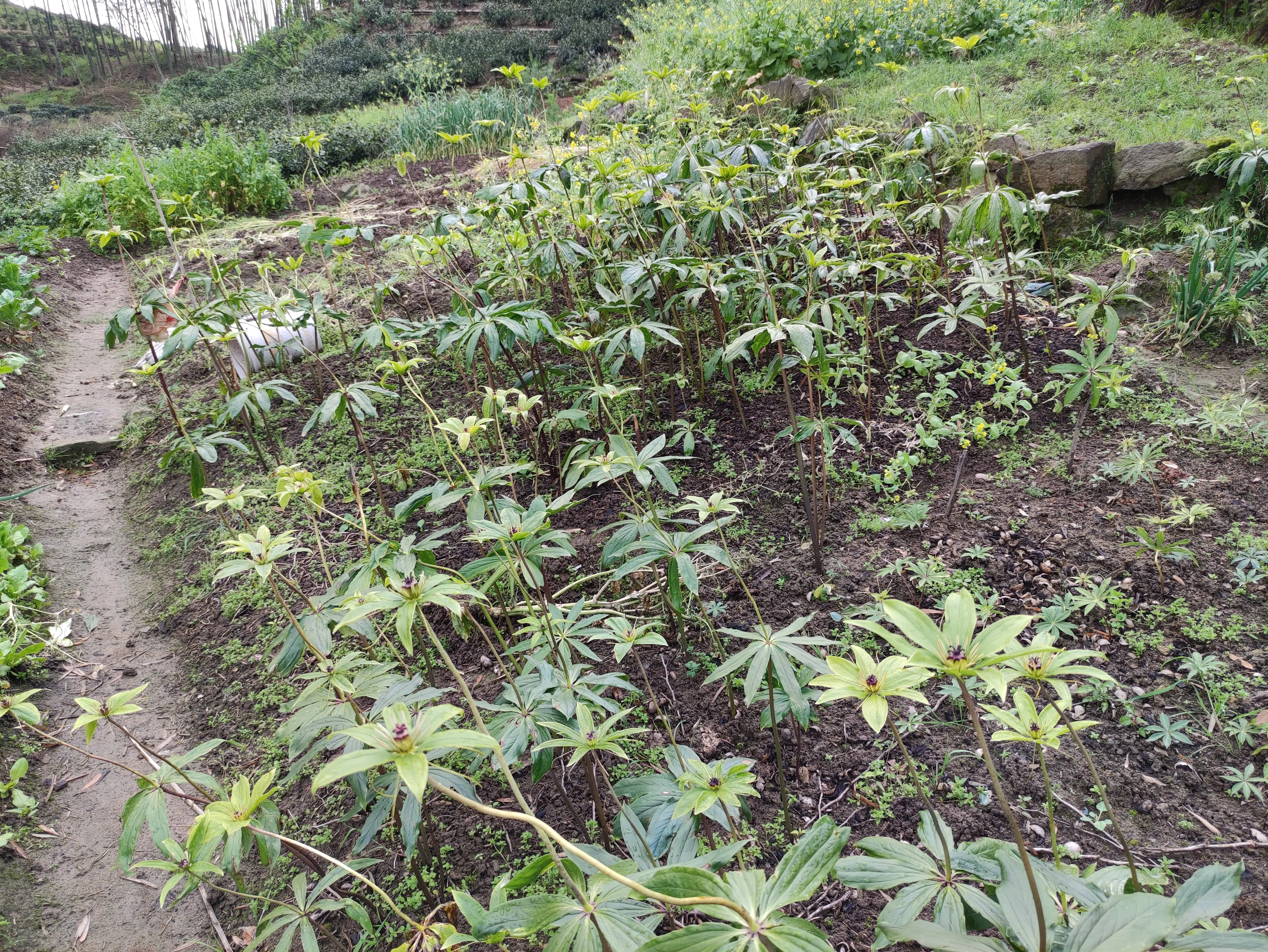 皖西大别山区的霍山山区常见的这19种中药材，你都认识吗