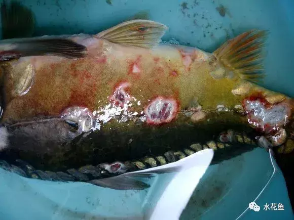 鱼类受伤后发生赤皮病和水霉病及其并发症的防控措施