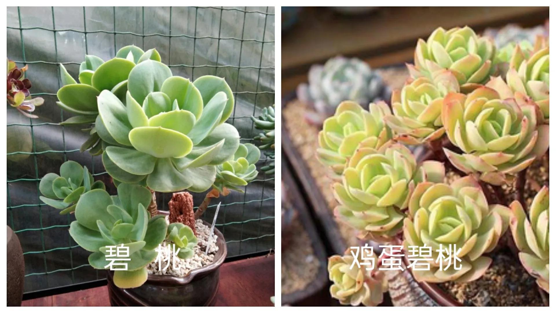 碧桃圖片,碧桃圖片多肉