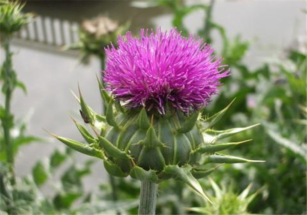 水飞蓟高产栽培技术,做好以下几点,产量倍增,还能带动养蜂业