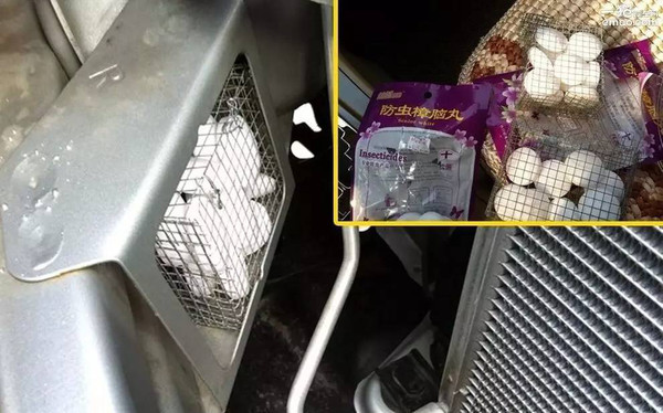 发动机舱进了老鼠，不仅恶心还毁车！有什么办法解决？