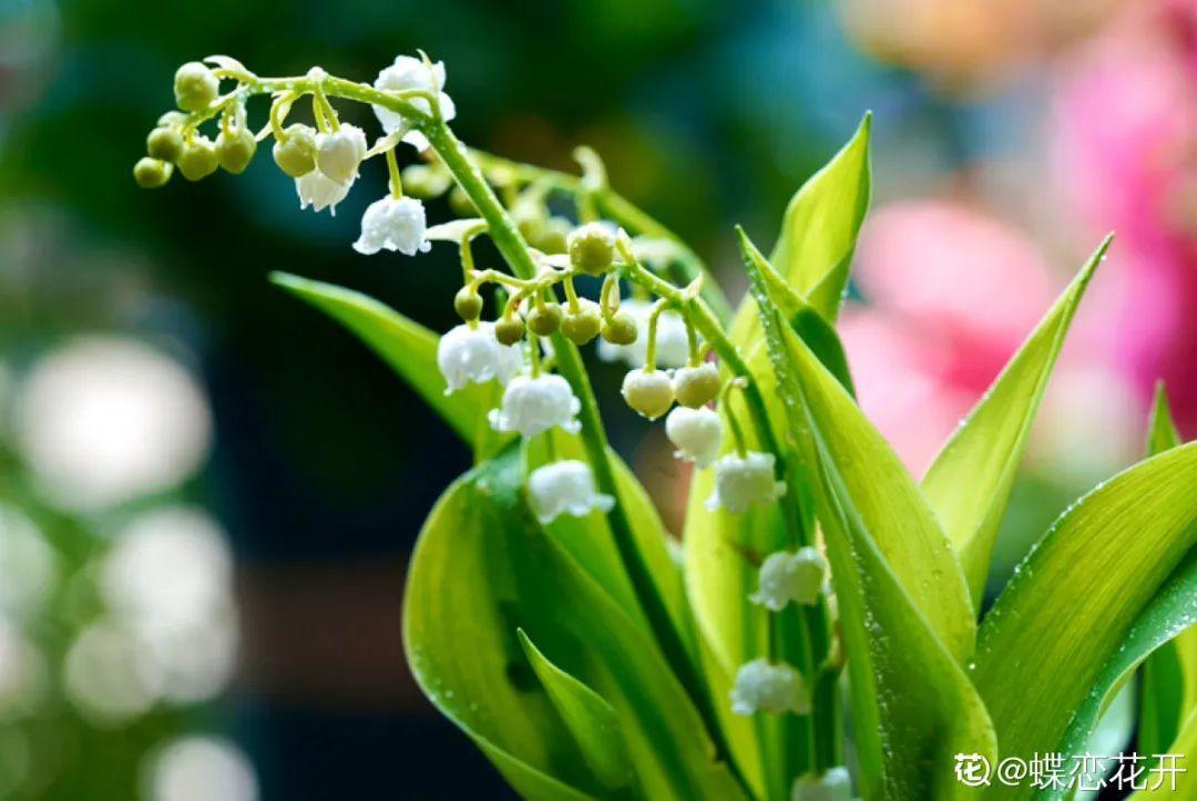 鈴蘭花圖片,鈴蘭花圖片 唯美