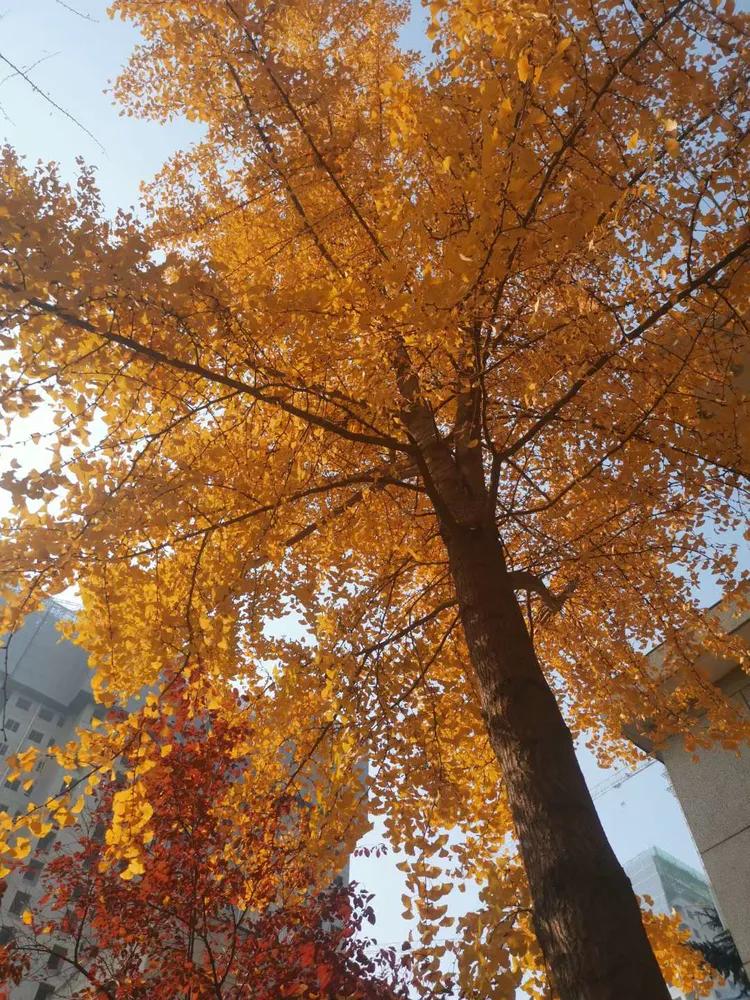 西安市第十四中學(xué)志愿服務(wù)隊在行動(圖2) 西安市第十四中學(xué)志愿服務(wù)隊在行動(圖2)