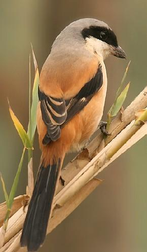 鸟类有哪些动物生活中常见的鸟类有哪些