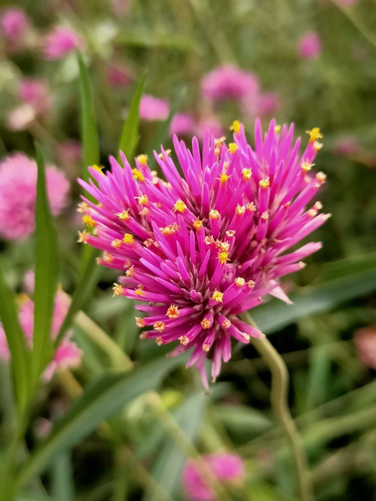 花种类介绍大全（常见花图文并茂非常详细）