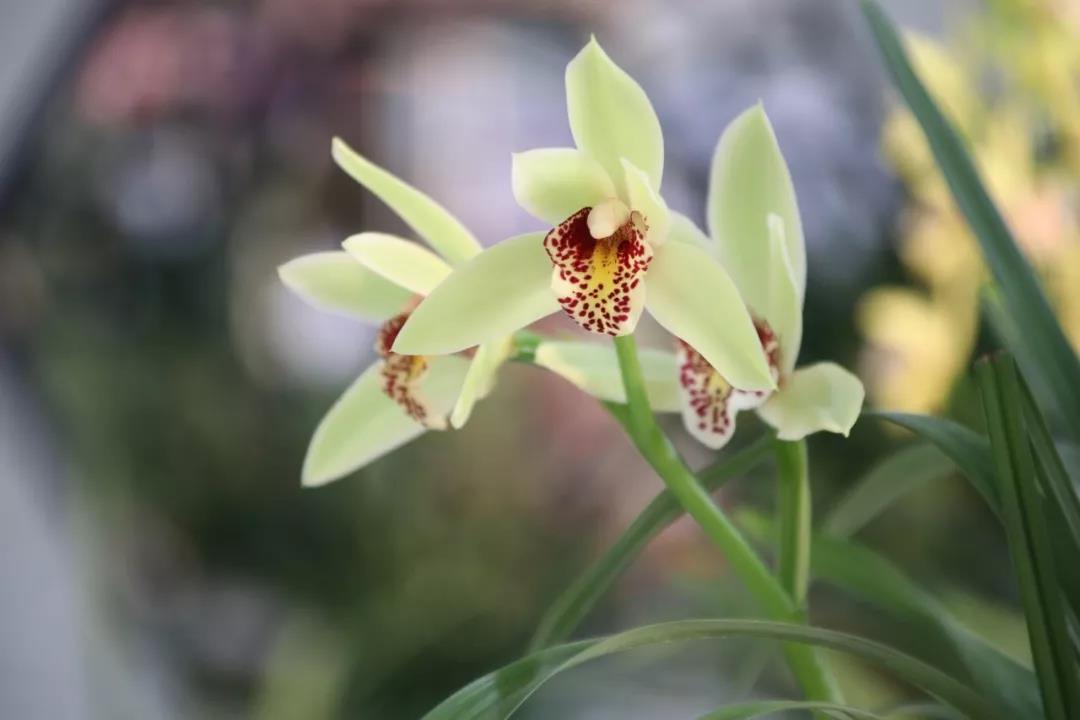 春天有什么花開,春天有什么花開放