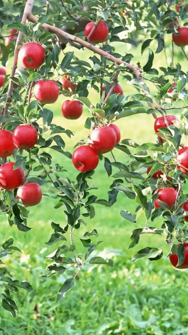 关于秋收果实的说说配图「文案」 _qq说说网