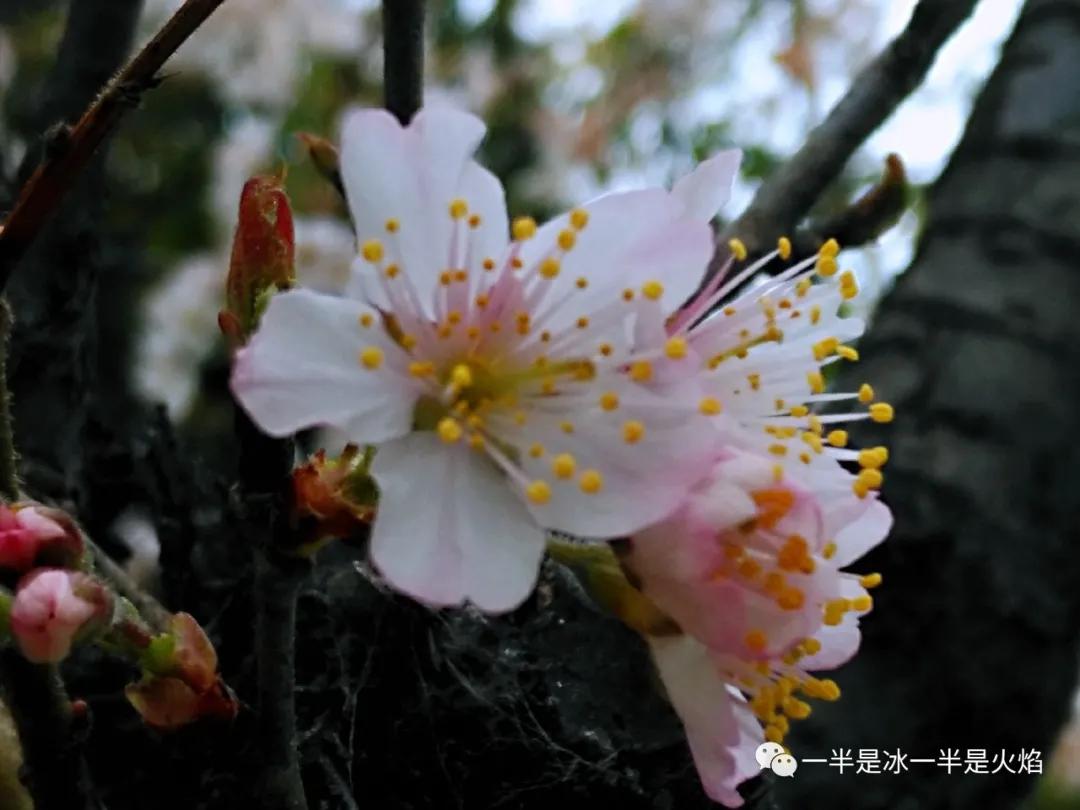 随笔：纵被春风吹作雪，绝胜南陌碾成尘