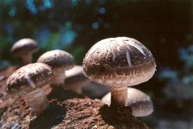 香菇的产地,香菇的产地是哪里