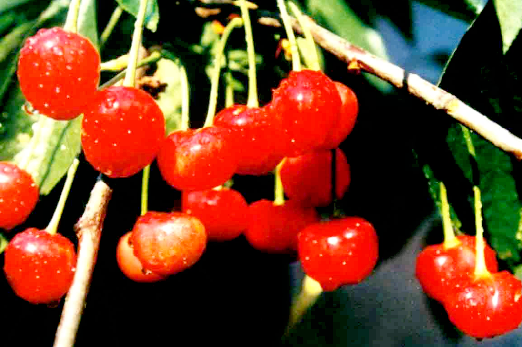 车厘子进入我国已经150年了，150年来，它都经历了什么？