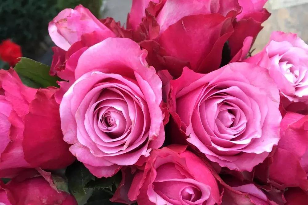 玫瑰的种类玫瑰的种类和名字大全