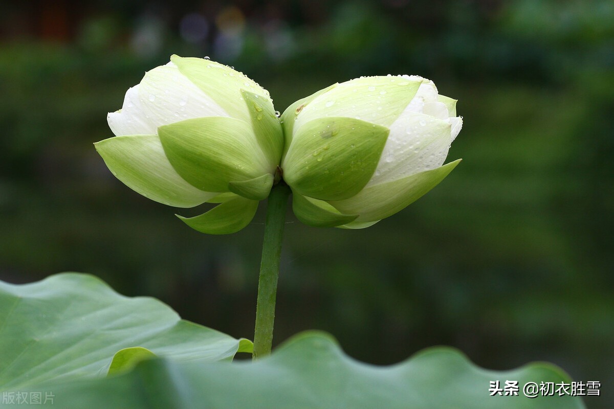 并蒂莲花诗词七首赏读：露湿红芳双朵重，并蒂芙蓉本自双