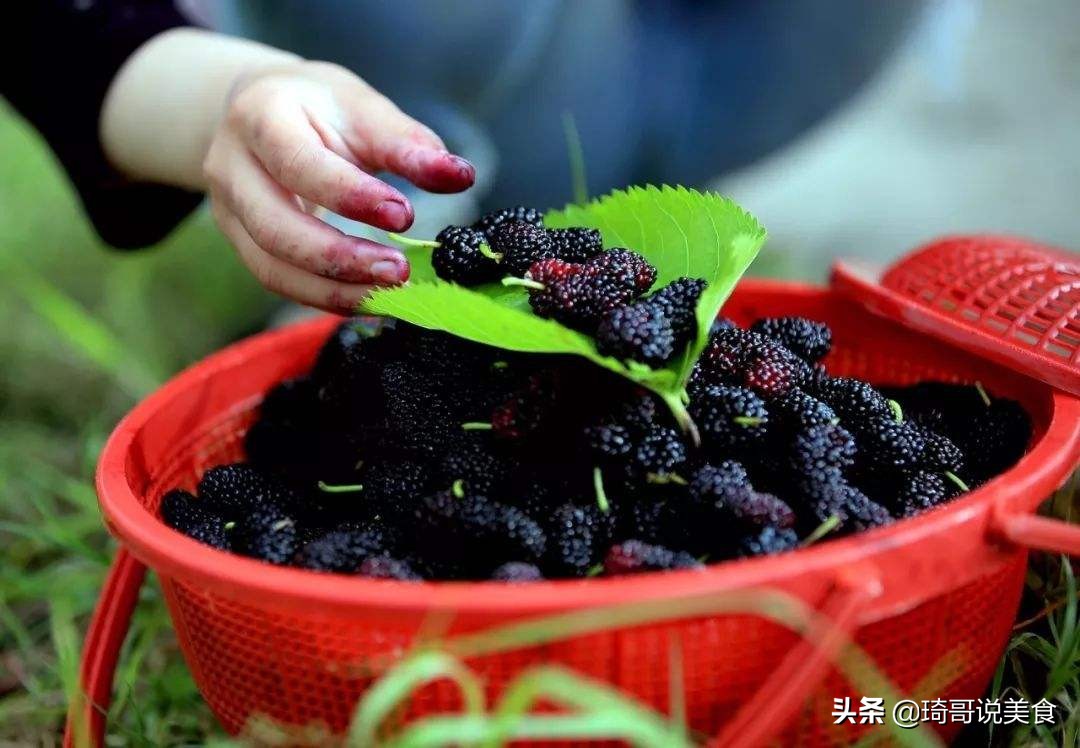 桑葚泡酒的正确方法和比例，桑葚的制作方法和步骤