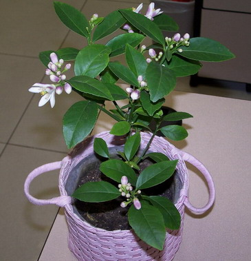 阳台盆栽柠檬,这样做,花钱少,长得快,开花结果都香喷喷