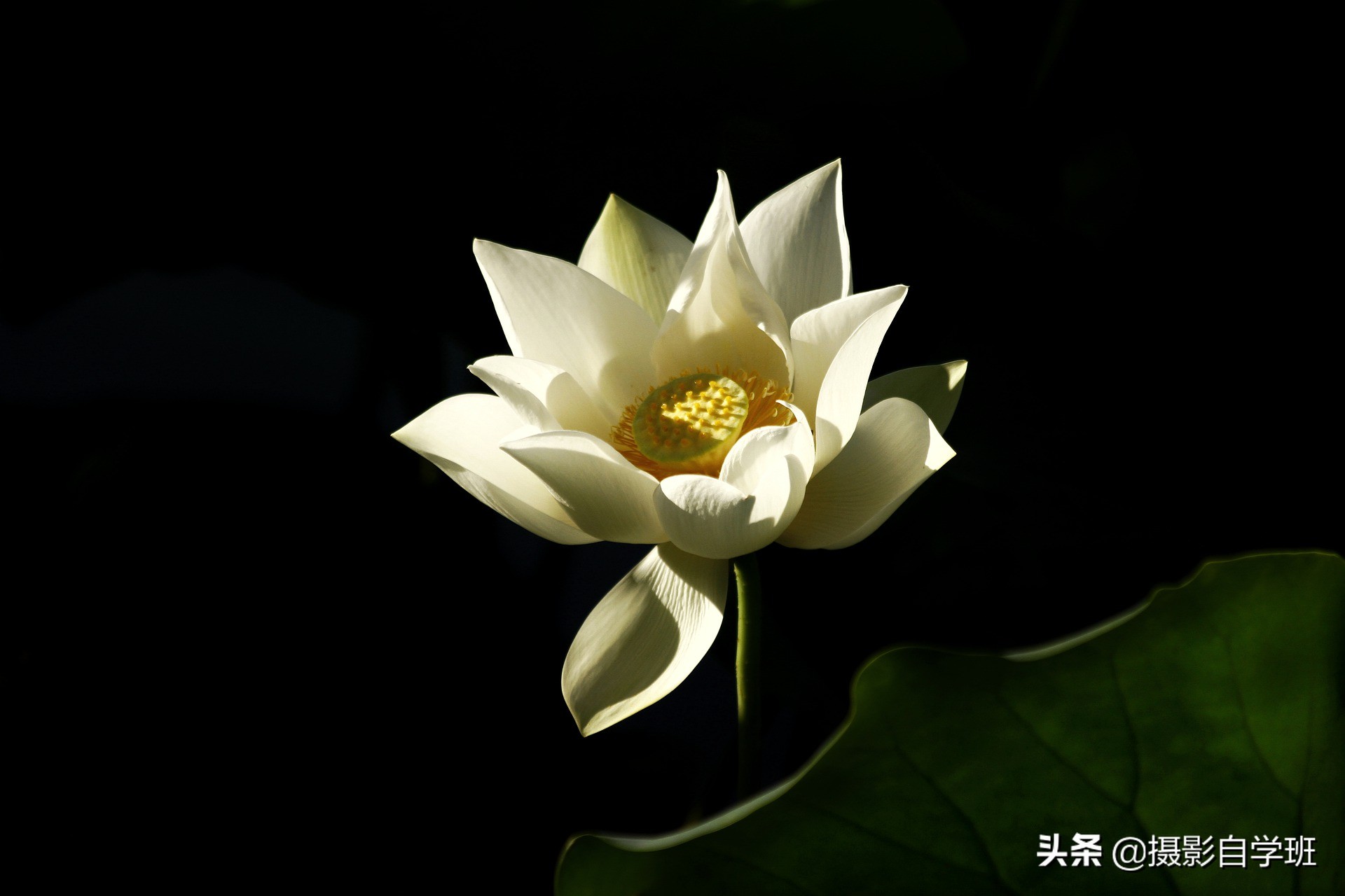 看这9张荷花照片点评，避免犯同样错误，帮你荷花照片更多精品