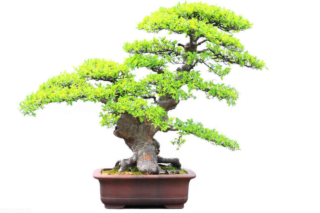 榆树盆景怎么养（养榆树牢记4个方面新手也能养好）