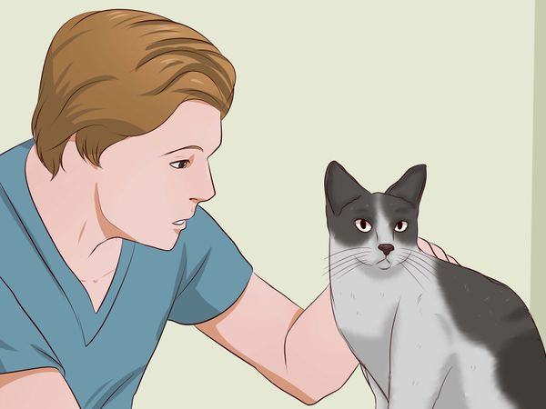 如何去除猫尿味（附图片）