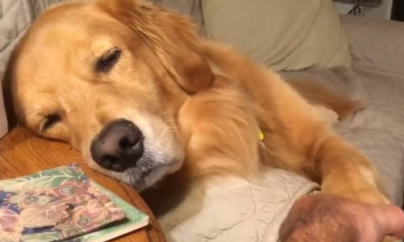 金毛犬拉稀怎么办？