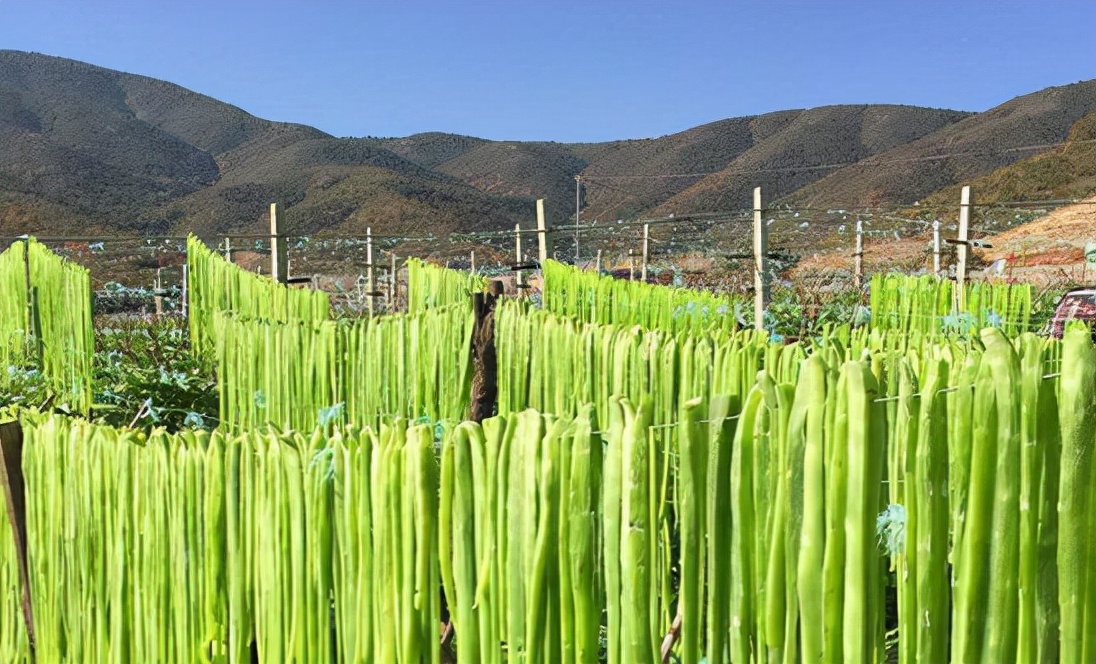 贡菜是不是莴笋（科普火锅必备的贡菜到底是什么）