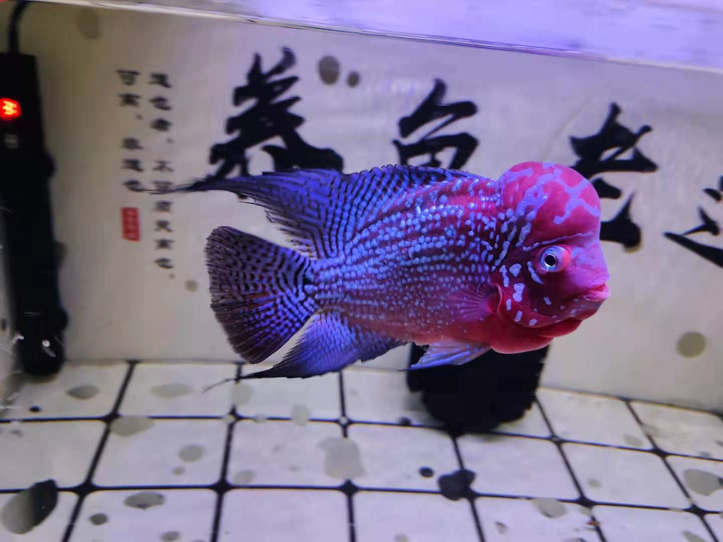 观赏鱼的脑袋、嘴巴，有水泡或者部分肿胀怎么办？土方法很管用