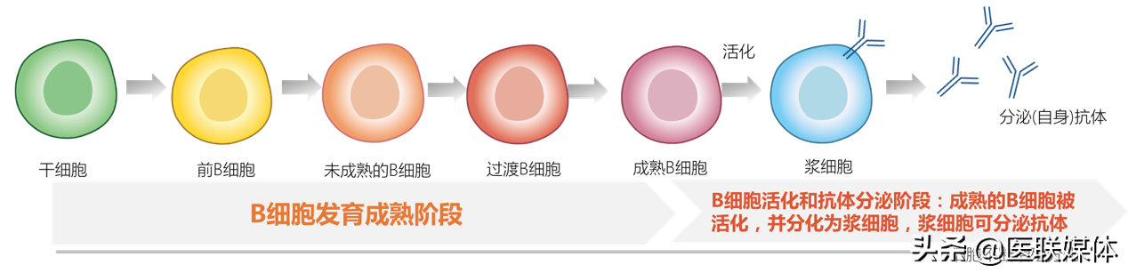 红斑狼疮的病因解析：了解诱发系统性红斑狼疮的关键因素