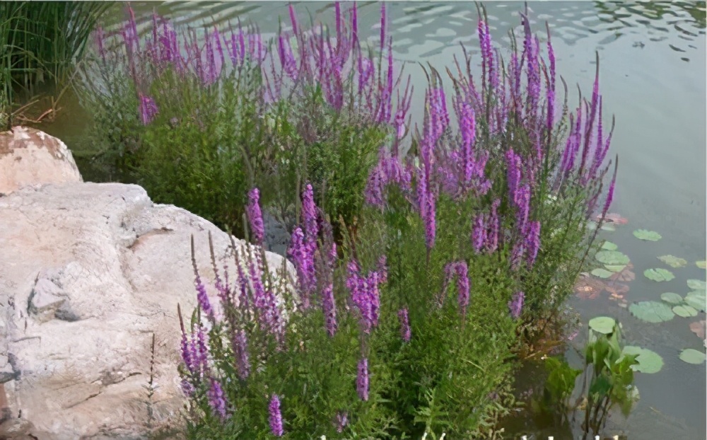 家里的大缸,装满水种上这些植物,种出唯美的水景