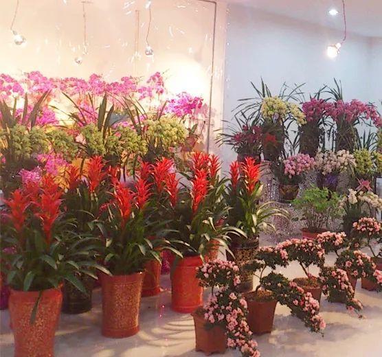 喜事送什么花（送花不送盆什么意思）