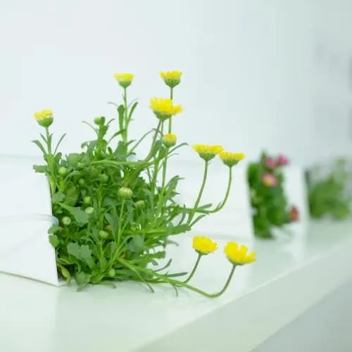 假如植物也emo，那它可能会跳舞吧？
