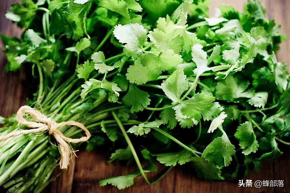 香菜价格广西香菜涨到20元1斤
