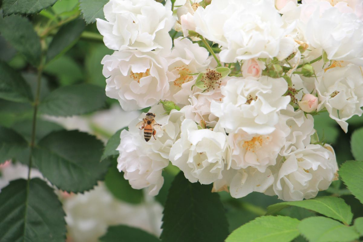 家里养蔷薇，给它扎个“花架子”，蹭蹭爬成花墙