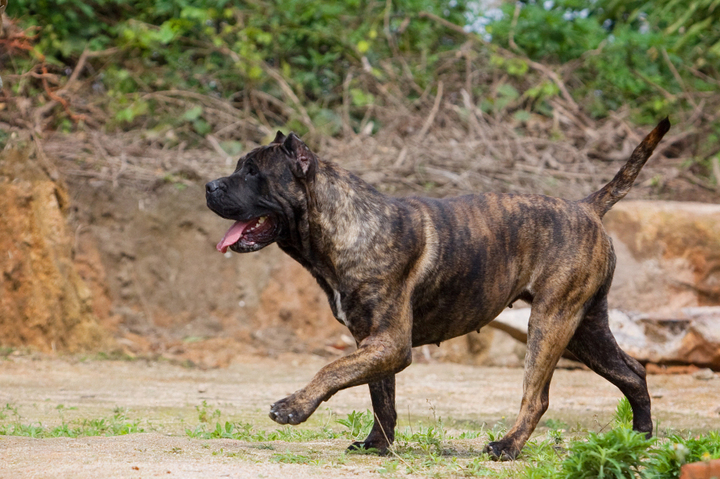 伤人最多的犬——加纳利犬