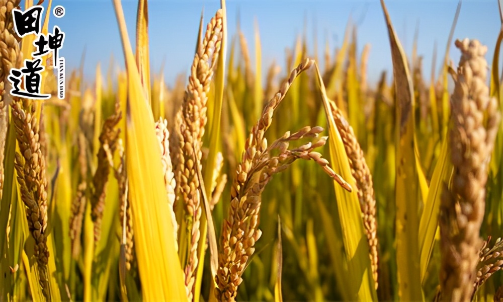 田坤道：如何做好代理，这些要点要牢记