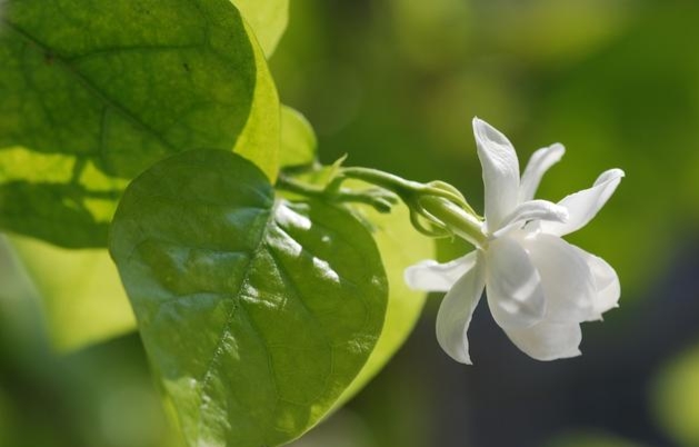 學會正確修剪茉莉花，不僅苗壯株型美，而且還可開花多