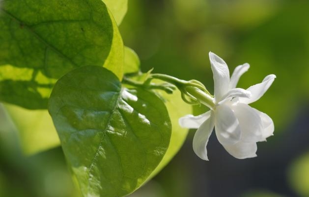 学会正确修剪茉莉花，不仅苗壮株型美，而且还可开花多