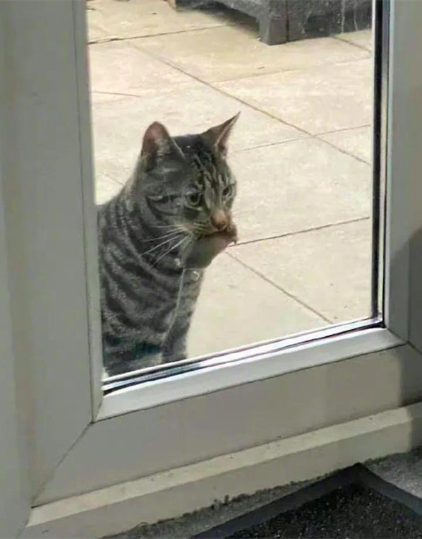 猫咪叼着东西在门外叫唤，主人却不愿意开门：才不要你的“礼物”