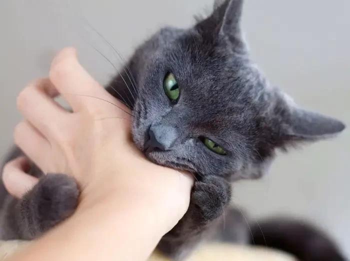猫咪伸爪把我抓伤了，不打疫苗我会死吗？