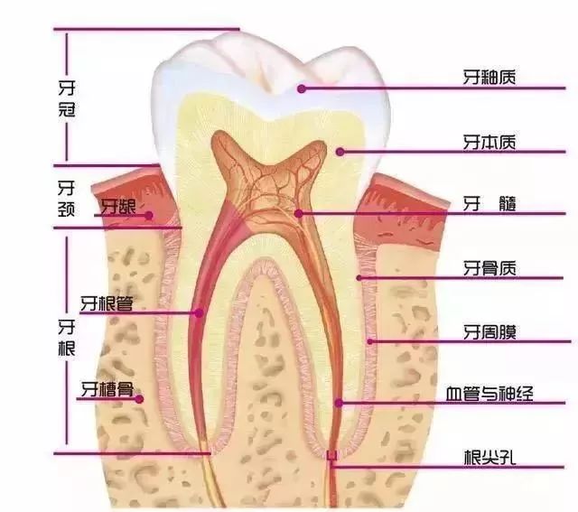 看牙为什么要拍片？是坑钱？