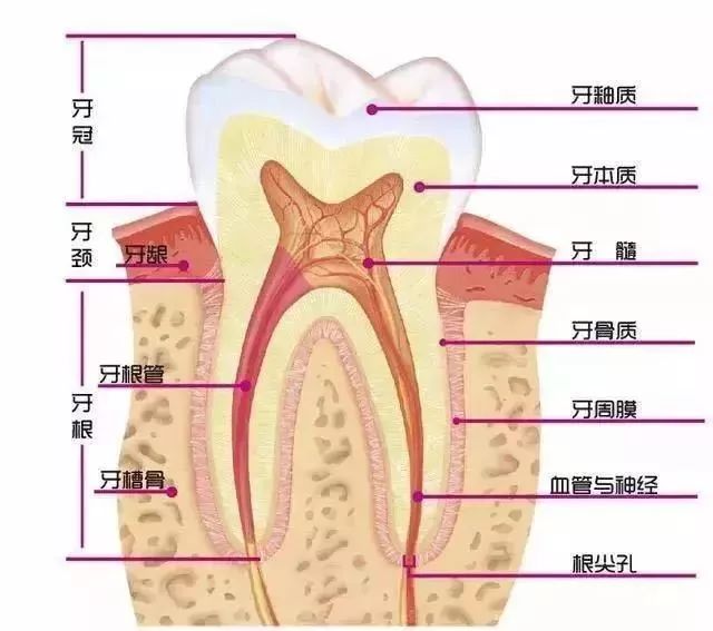 看牙为什么要拍片？是坑钱？