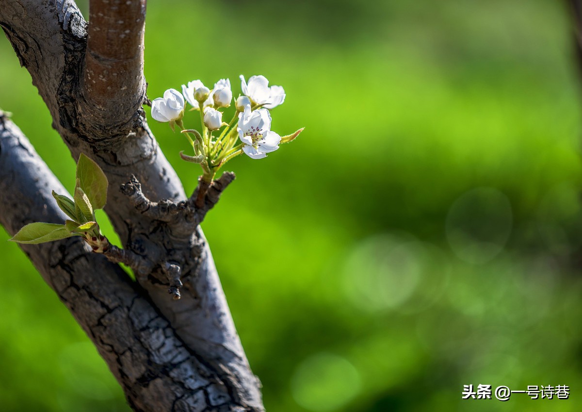 诗心不负春风唤，须教花从笔底开