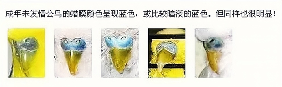 虎皮鹦鹉怎么区分公母，图文解说，包涵全部成长周期图片！必看！