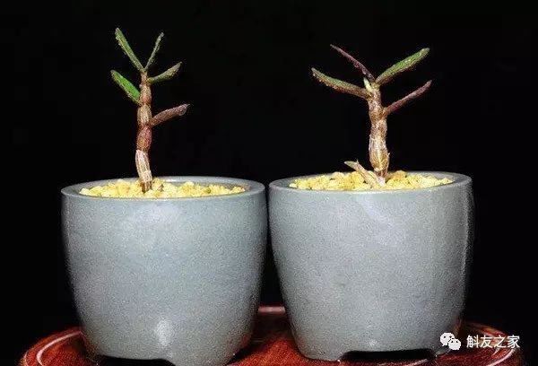种石斛兰的植料，原来这样配比种一盆活一盆…