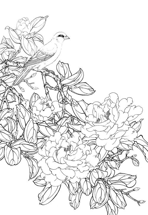 茶花高清白描线稿图片下载53幅