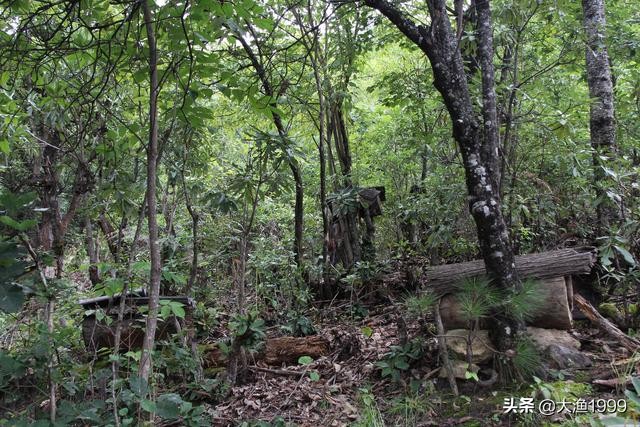 寻找最天然蜂蜜：到云南维西傈僳山寨品尝百花野蜂蜜