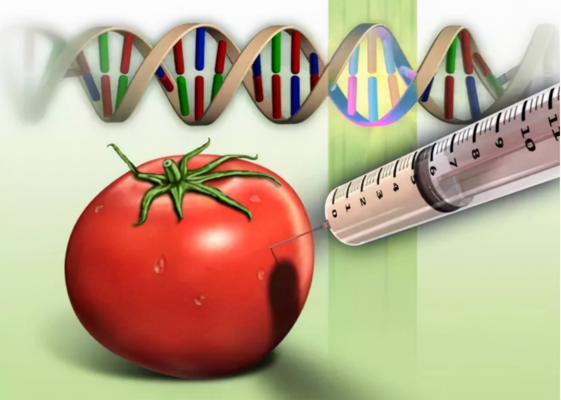 美国豆油、日本西红柿都经过基因改造，转基因食品真的安全吗？