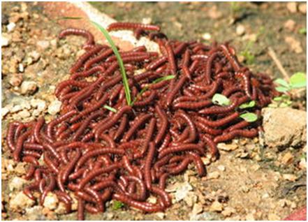 马陆虫怎么彻底消灭马陆虫最怕什么