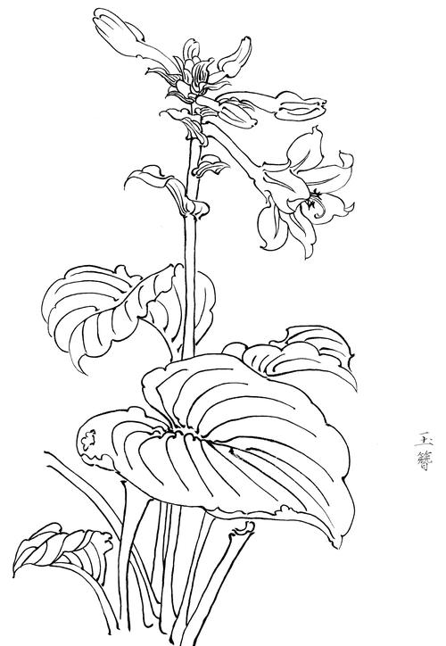春夏花卉高清白描线稿图片下载30幅