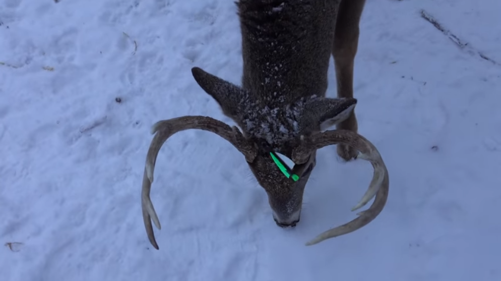 一头白尾鹿被利箭射穿头部后,依旧四处觅食,它不疼吗?