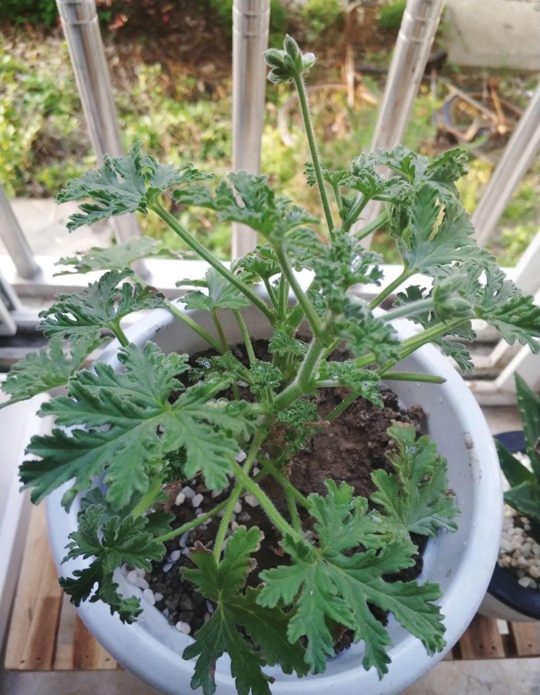 驱虫植物(12种吃蚊虫的花,养1盆,虫子全死光)