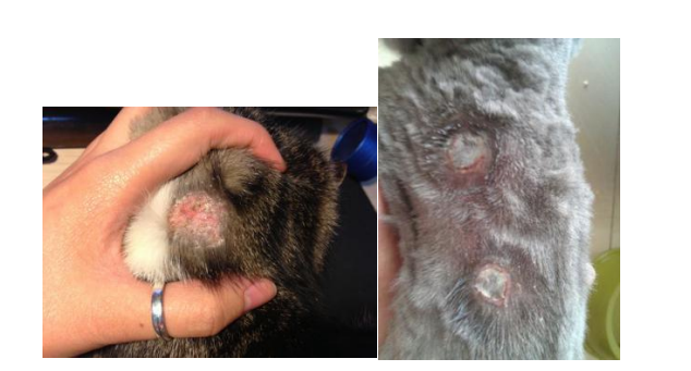 人感染猫癣怎么办？了解猫癣传染与应对方法